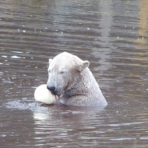Male polar bear “Brodie” in the pool 5.4.24