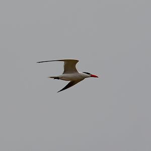 Caspian Tern