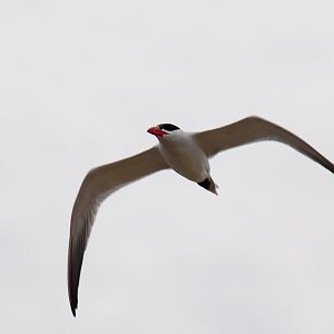Caspian Tern