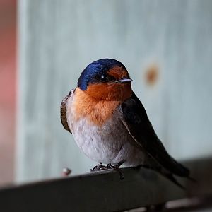 Welcome Swallow