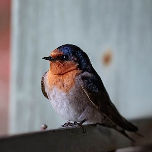 Welcome Swallow