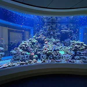 Saltwater Tank - Wonder of Water