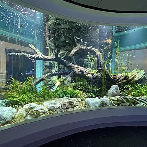 Freshwater Tank - Wonder of Water