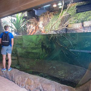 Tank for Merten's Water Monitor and Mary River Turtle