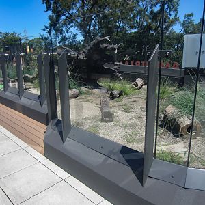 Red-bellied Black Snake enclosure