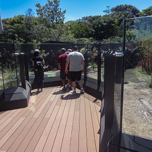 Tiger Snake enclosure