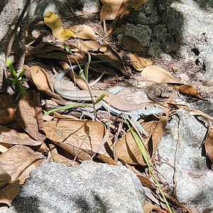 Pholidoscelis auberi (likely)