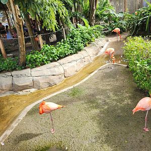 Ocean World Puerto Plata - Flamingo exhibit