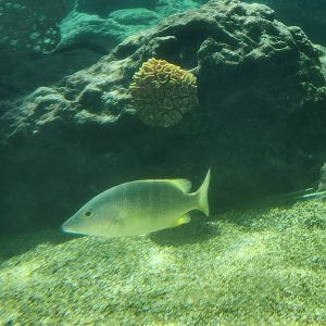 Ocean World Puerto Plata - Reef tank 1