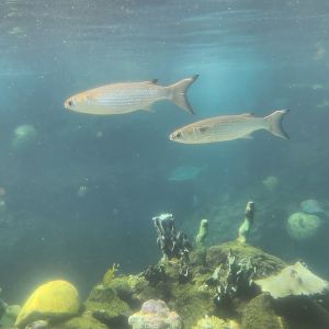 Ocean World Puerto Plata - Reef tank 2