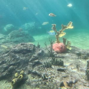 Ocean World Puerto Plata - Reef tank 3