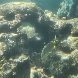 Ocean World Puerto Plata - Reef tank 4