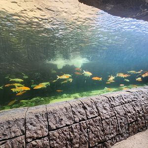 Ocean World Puerto Plata - Freshwater tank