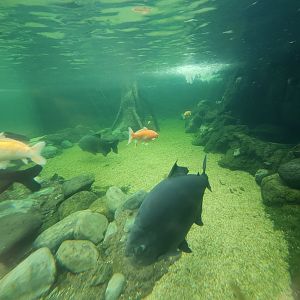 Ocean World Puerto Plata - River tank