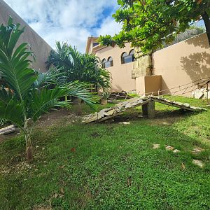Ocean World Puerto Plata - Rhinoceros Iguana exhibit