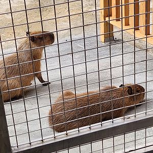 Ocean World Puerto Plata - Capybaras