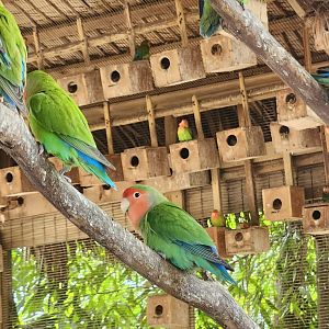 Ocean World Puerto Plata - Rosy-faced Lovebirds