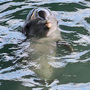 Ocean World Puerto Plata - Bottlenose Dolphin
