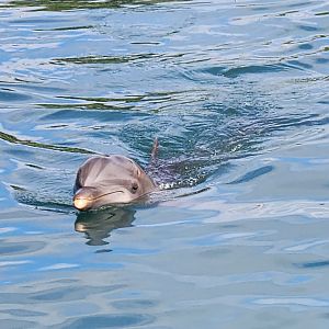 Ocean World Puerto Plata - Dolphin swimming