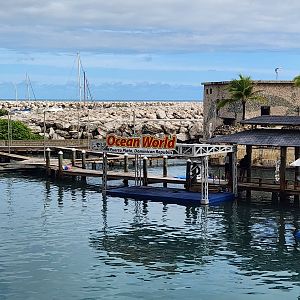 Ocean World Puerto Plata - Dolphin exhibit area