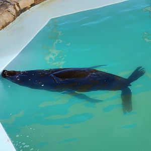 Ocean World Puerto Plata - Sea lion (South American?)