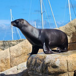 Ocean World Puerto Plata - Sea lion at show