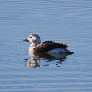 Long-tailed Duck (Clangula hyemalis)