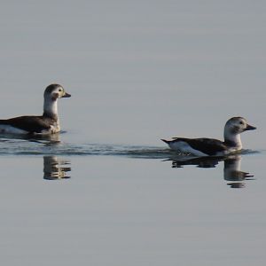 Long-tailed Ducks (Clangula hyemalis)