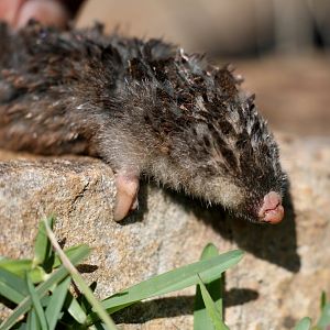 Cape golden mole (Chrysochloris asiatica)