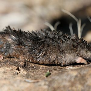 Cape golden mole (Chrysochloris asiatica)