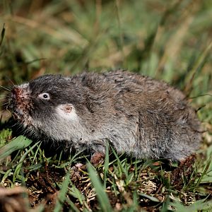 Cape mole-rat (Georychus capensis)