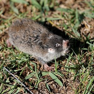 Cape mole-rat (Georychus capensis)