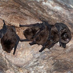 Natal long-fingered bat (Miniopterus natalensis)