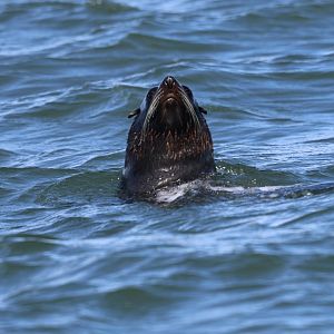 South American fur seal (Arctocephalus australis)
