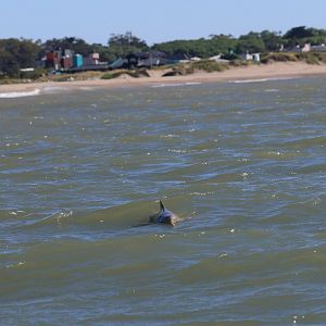 La Plata dolphin or franciscana (Pontoporia blainvillei)