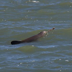 La Plata dolphin or franciscana (Pontoporia blainvillei)