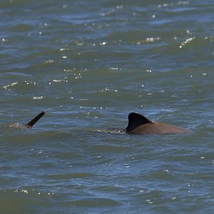 La Plata dolphins or franciscanas (Pontoporia blainvillei)