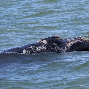 southern right whale (Eubalaena australis)