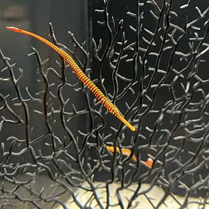 Yellowbanded Pipefish