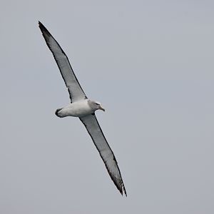 Salvin's Albatross