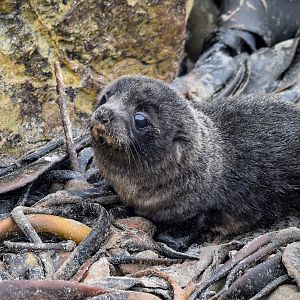 New Zealand Fur Seal pup