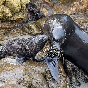 New Zealand Fur Seal with pup