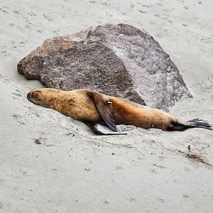 New Zealand Sea Lion