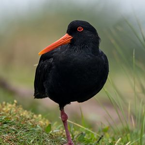 Variable Oystercatcher