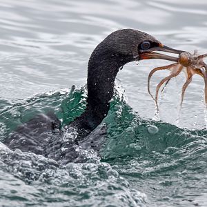 Otago Shag with octopus prey