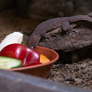 Gecko ID - Zoo Dresden