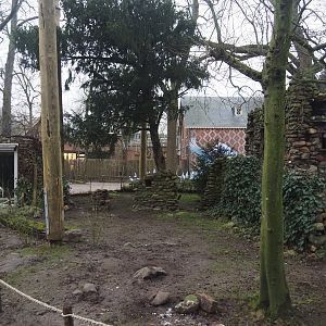Renovated European aviary with new poles and now more open after removal of vegetation, 2024-12-29
