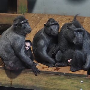 Sulawesi black crested macaques (Macaca nigra), 2024-12-29
