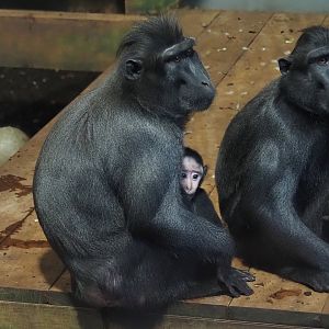 Sulawesi black crested macaques (Macaca nigra), 2024-12-29