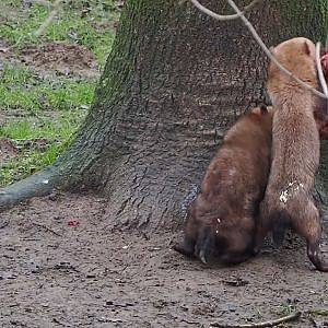 Video clip of Bush dogs (Speothos venaticus) eating goat leg hung from bungee cord, 2024-12-29